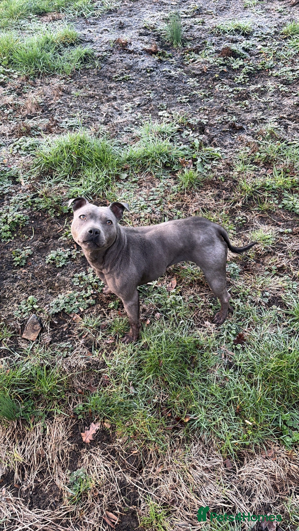 Staffordshire Bull Terrier dogs Staff puppies  - Advert 2