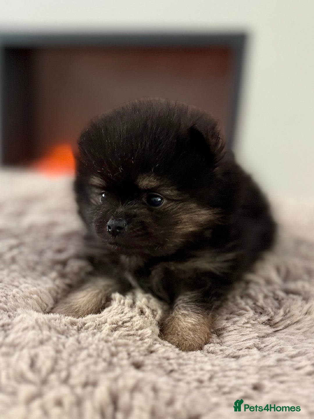 Pomeranian dogs for sale: KC Black&Tan Pom puppies stunning 🤩 🧡🖤 - Image 4