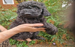 Cockapoo dogs for sale: SIMPLY UNIQUE SHOW TYPE F1b COCKAPOOS - Image 12