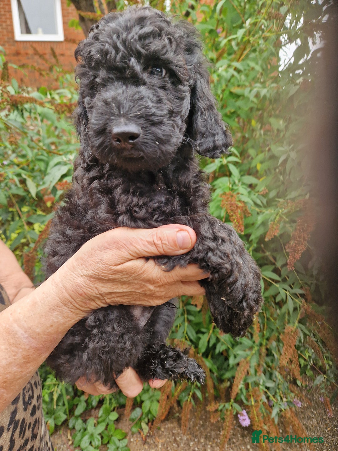 Cockapoo dogs for sale: SIMPLY UNIQUE SHOW TYPE F1b COCKAPOOS - Image 12