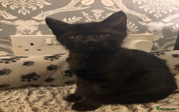 Mixed Breed cats for sale: 4 beautiful kittens  - Image 17