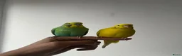 Budgerigars birds for sale: 4 budgies in London - Advert 7