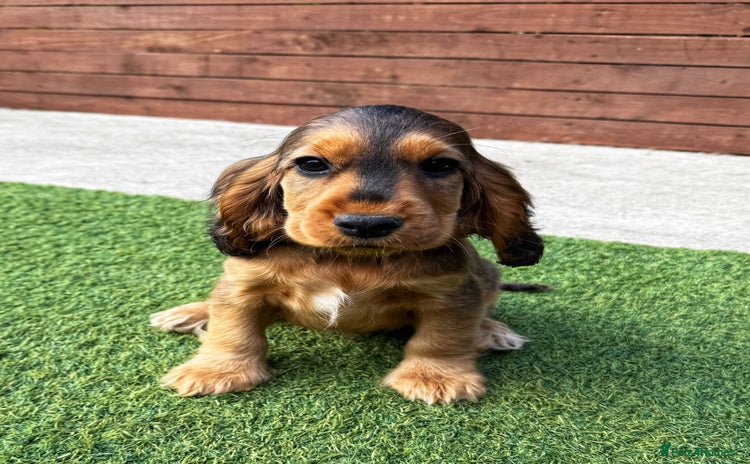 Cocker Spaniel dogs in Lydbury North - Advert 1