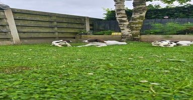 English Springer Spaniel dogs - Advert 5