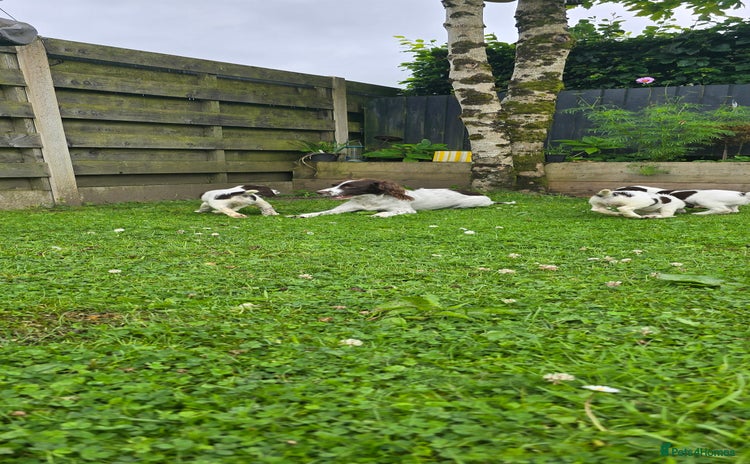 English Springer Spaniel dogs - Advert 1