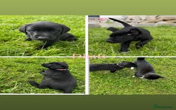 Labrador Retriever dogs for sale: 10 Beautiful black Labrador puppies - Image 37