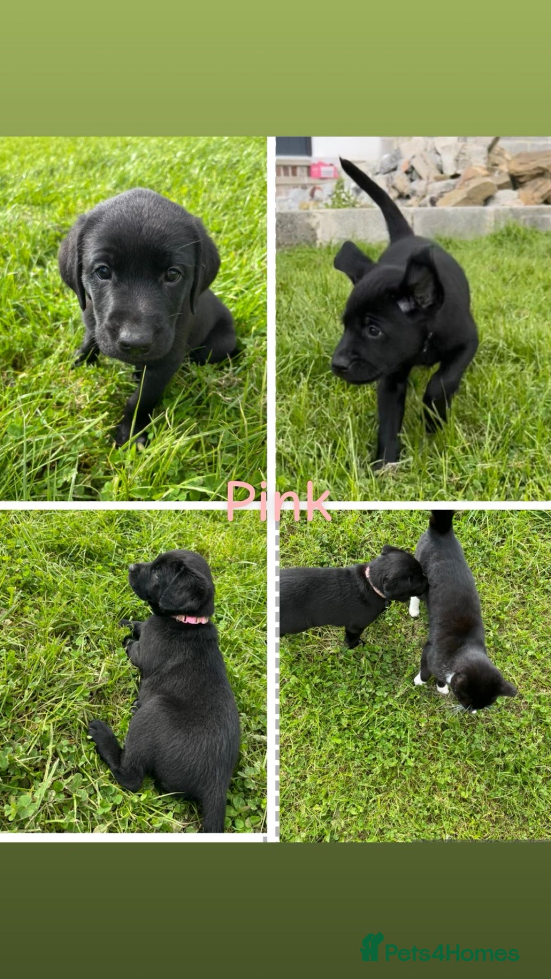 Labrador Retriever dogs for sale: 10 Beautiful black Labrador puppies - Image 37