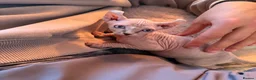 Sphynx cats for sale: Elf Sphynx boy in Ulverston - Advert 2
