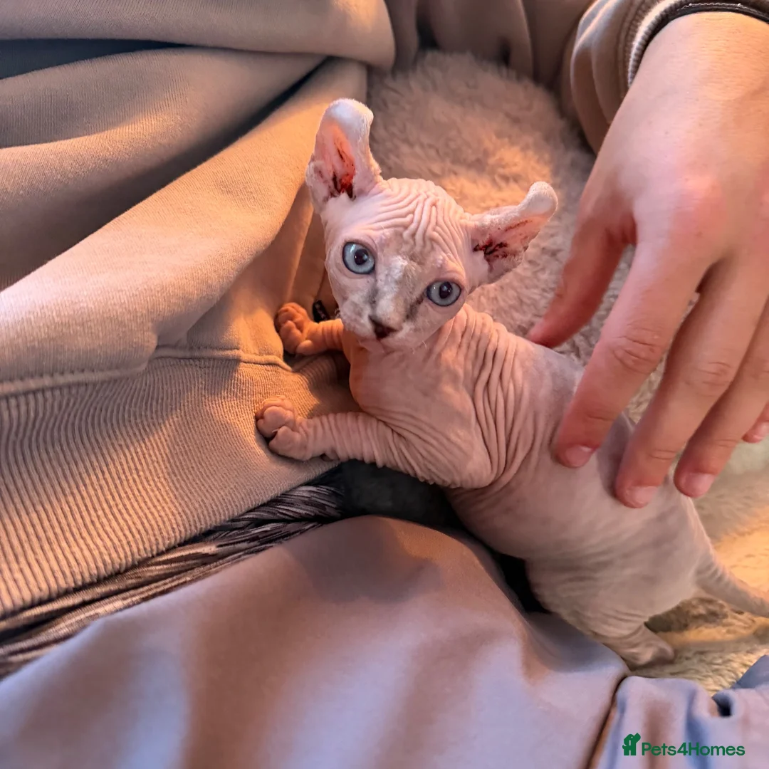 Sphynx cats for sale: Elf Sphynx boy in Ulverston - Advert 2