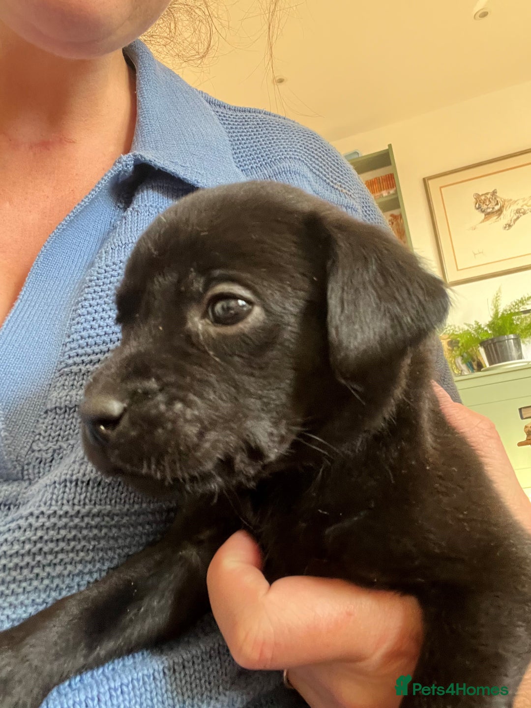 Labrador Retriever dogs for sale: V Good Looking Family Friendly Working KC Labrador - Image 3