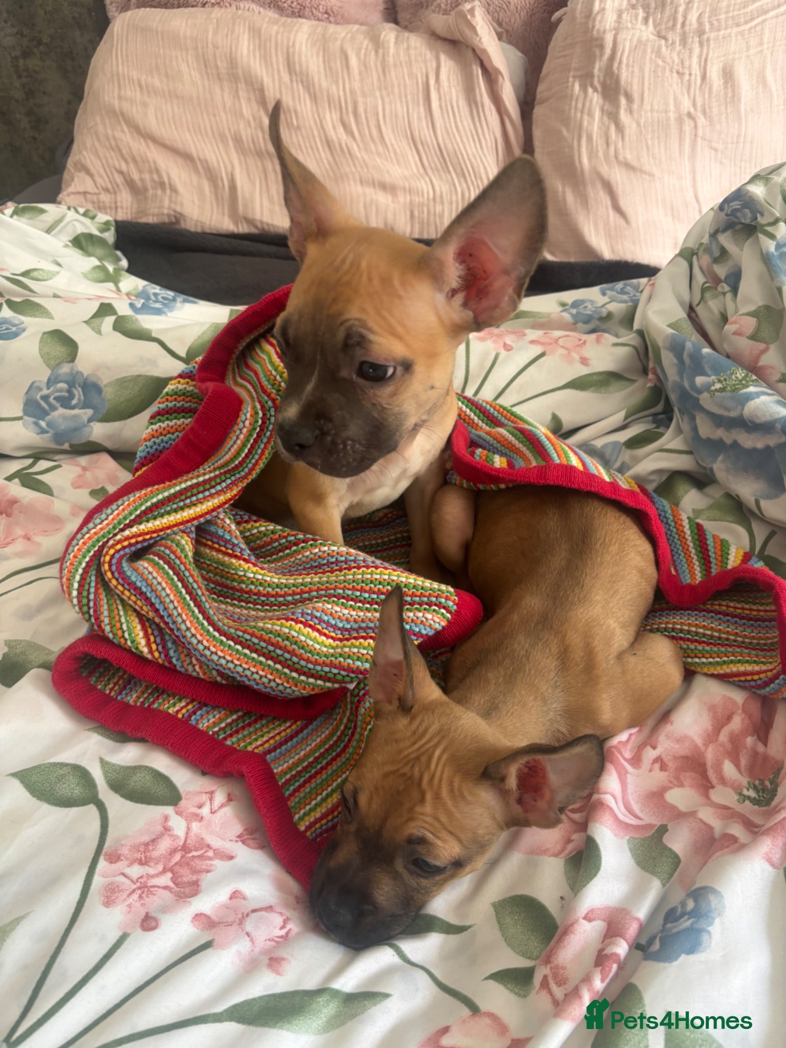 Mixed Breed dogs 2 beautiful pups for sale  - Advert 12