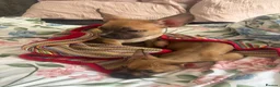 Mixed Breed dogs for sale: 2 beautiful pups for sale  in London - Advert 1