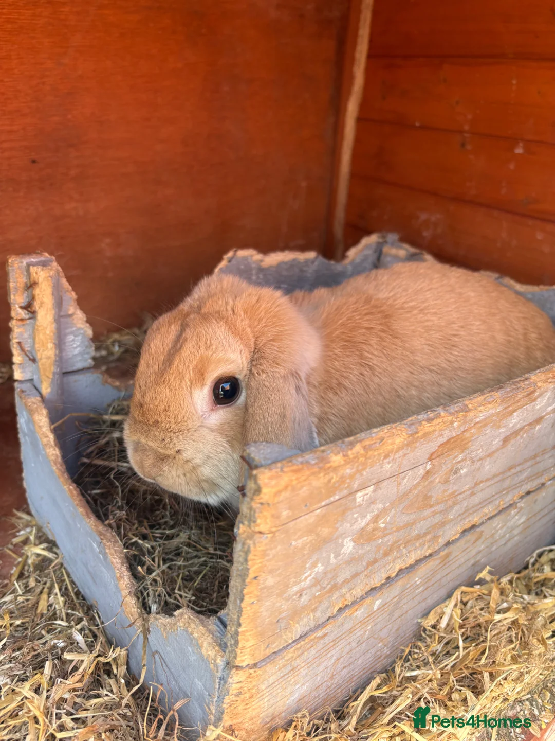 English rabbits for sale: Female rabbit  - Advert 2