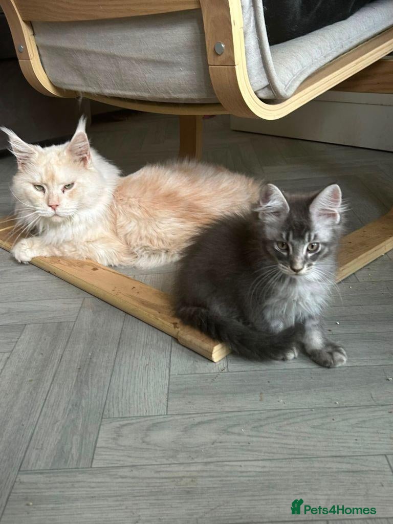 Maine Coon cats  Beautiful Maine Coon Kittens  - Advert 1