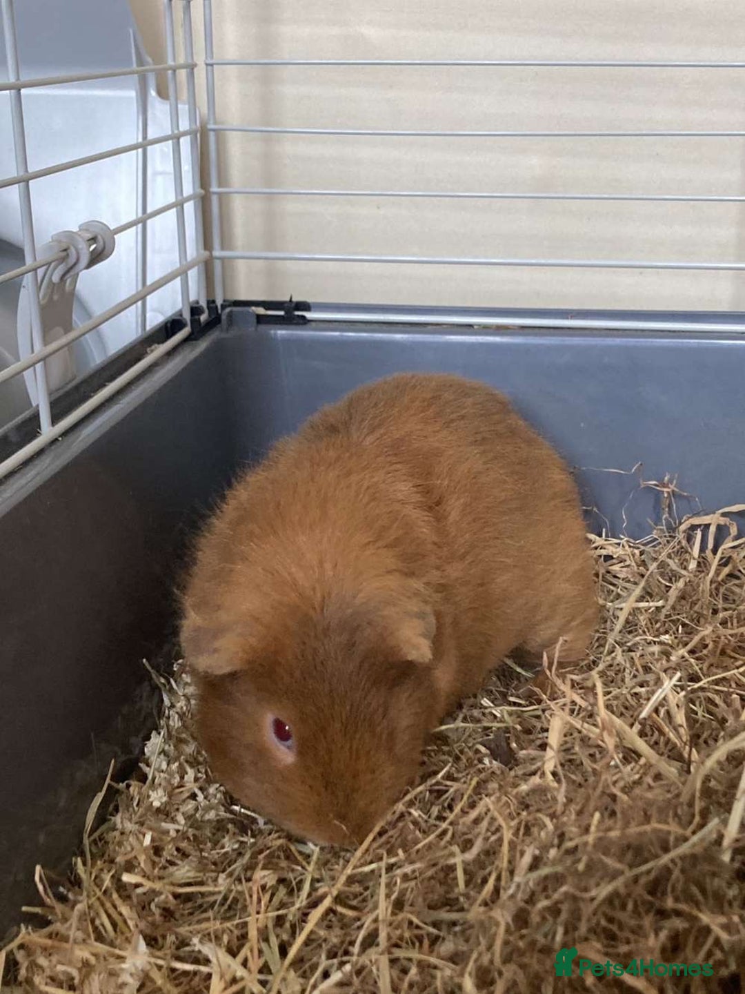 Guinea Pig rodents for sale: Two Guinea pigs - Image 9