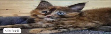 Maine Coon 2