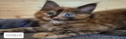 Maine Coon cats for sale: Mein con  - Advert 10