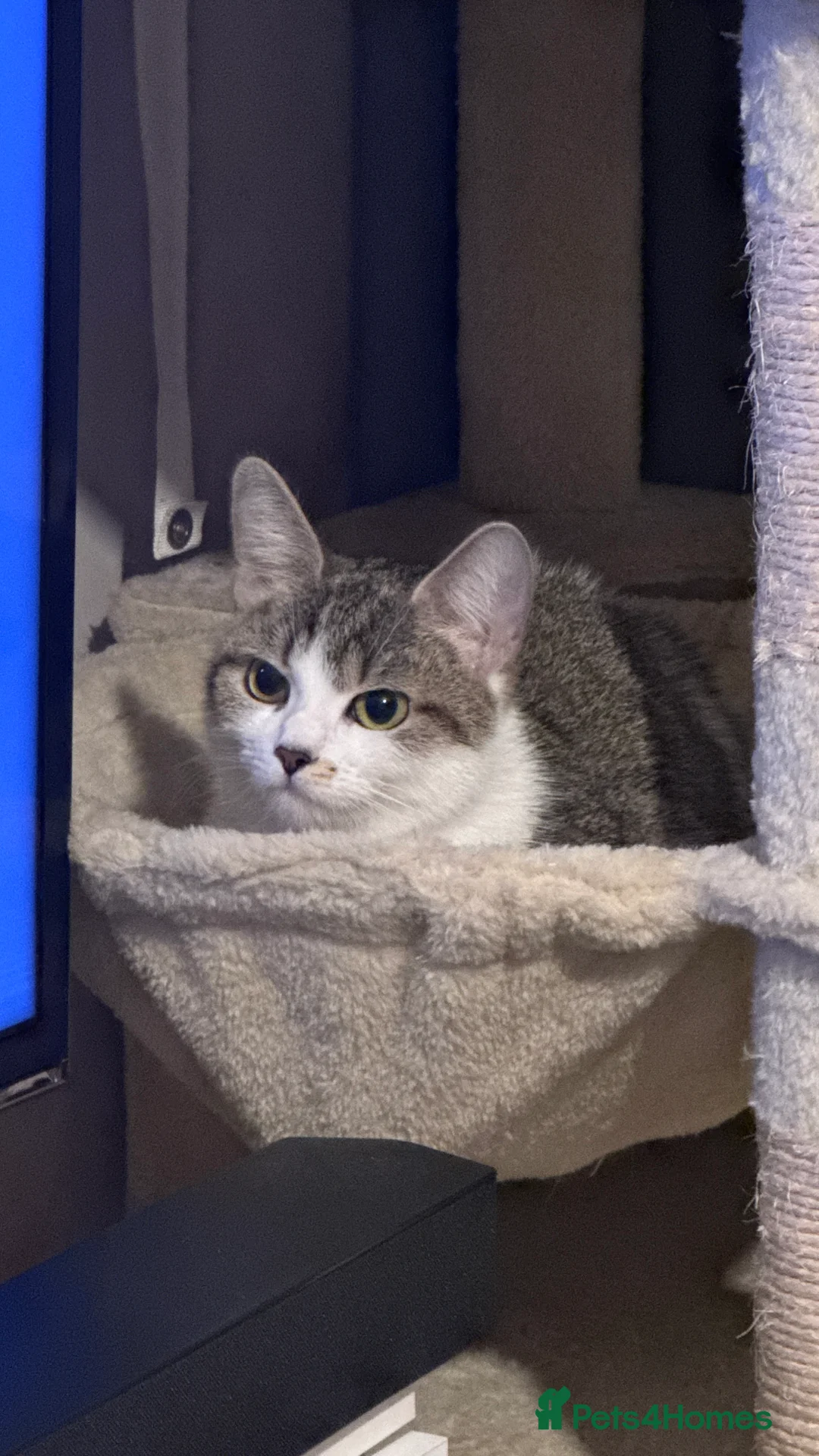 American Shorthair cats for sale: 4 beautiful American Shorthair Kittens - Advert 5