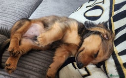 Miniature Dachshund dogs for sale: Long haired dachshund  - Image 3