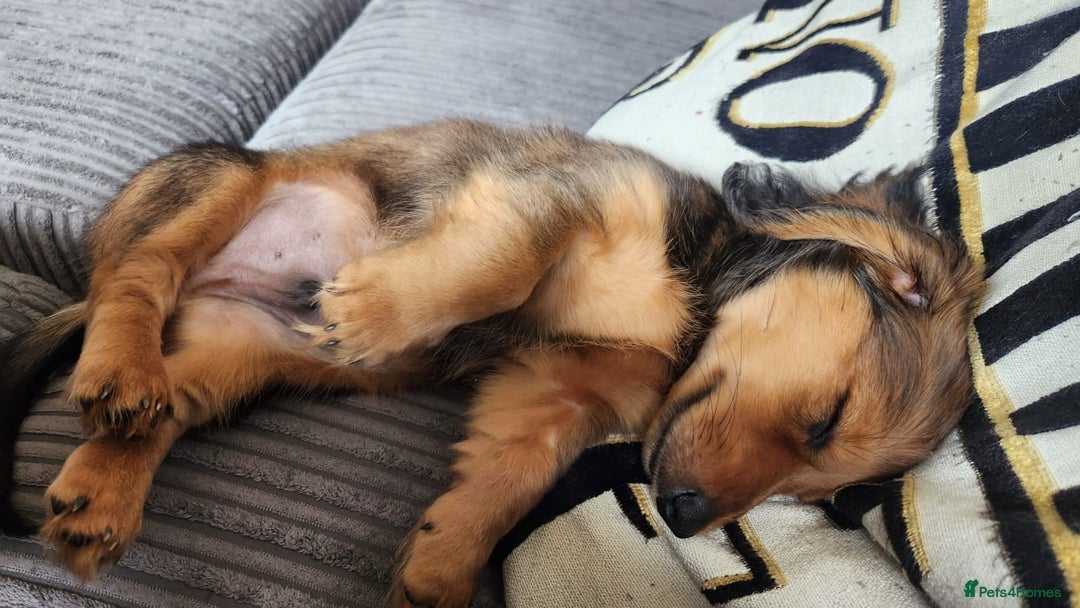 Miniature Dachshund dogs for sale: Long haired dachshund  - Image 3