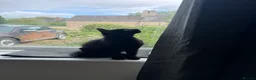 Bombay cats for sale: Black Bombay Kitten - Advert 4