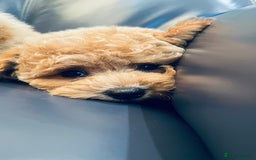 Maltipoo dogs for sale: Stuning Maltipoo Puppies Ready To Go - Image 13