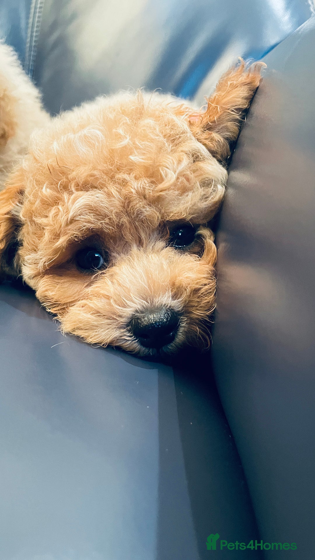 Maltipoo dogs for sale: Stuning Maltipoo Puppies Ready To Go - Image 13