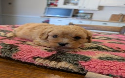 Cavachon dogs for sale: 2 Gorgeous Cavachons left🩷🩷 - Image 7
