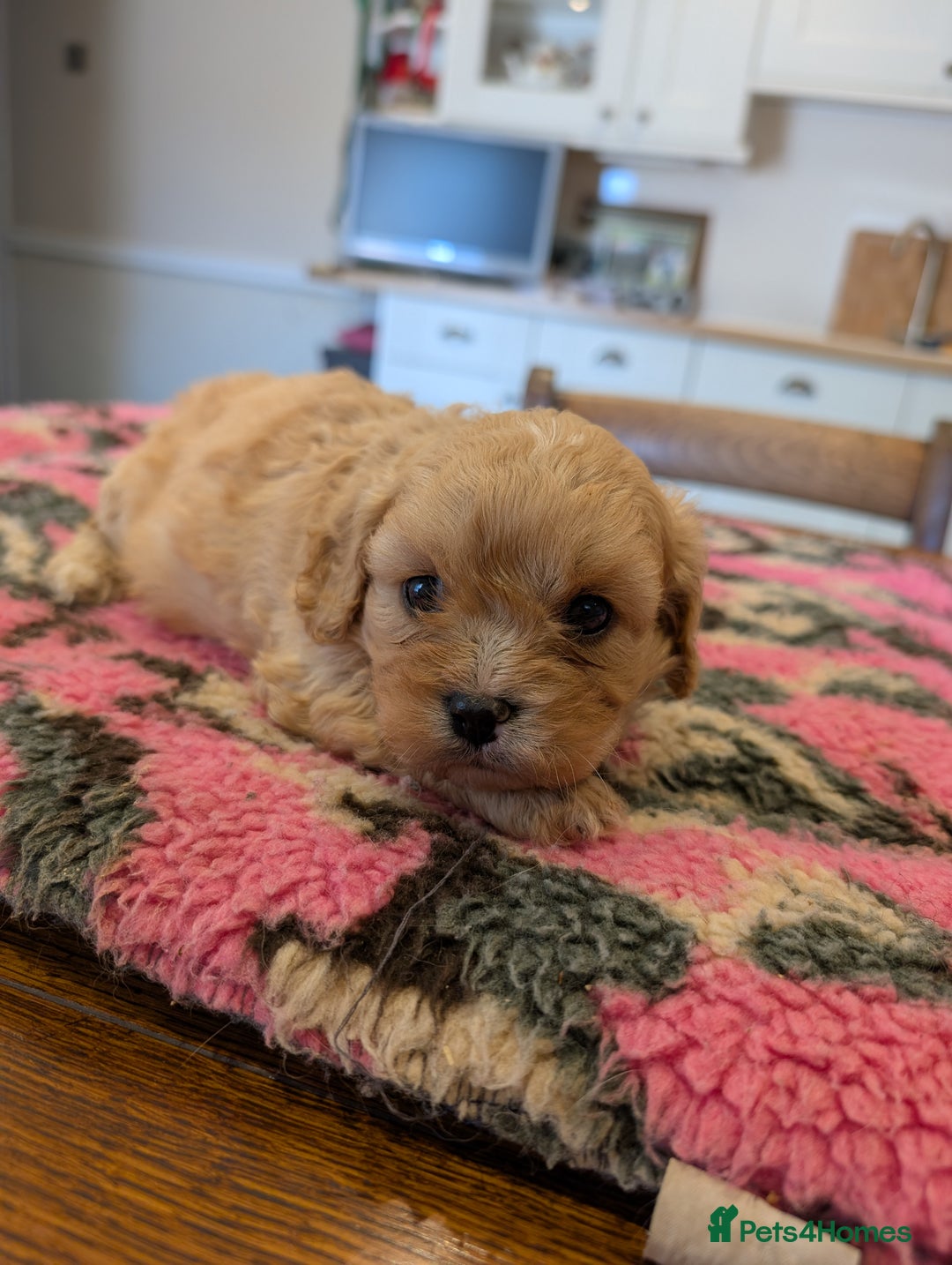 Cavachon dogs for sale: 2 Gorgeous Cavachons left🩷🩷 - Image 7