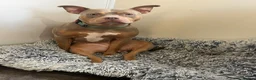 Mixed Breed dogs for sale: Hi my names Luna but mum calls me Tuna! in Bodmin - Advert 3