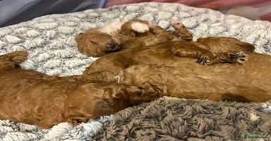 Toy Poodle dogs - Advert 9