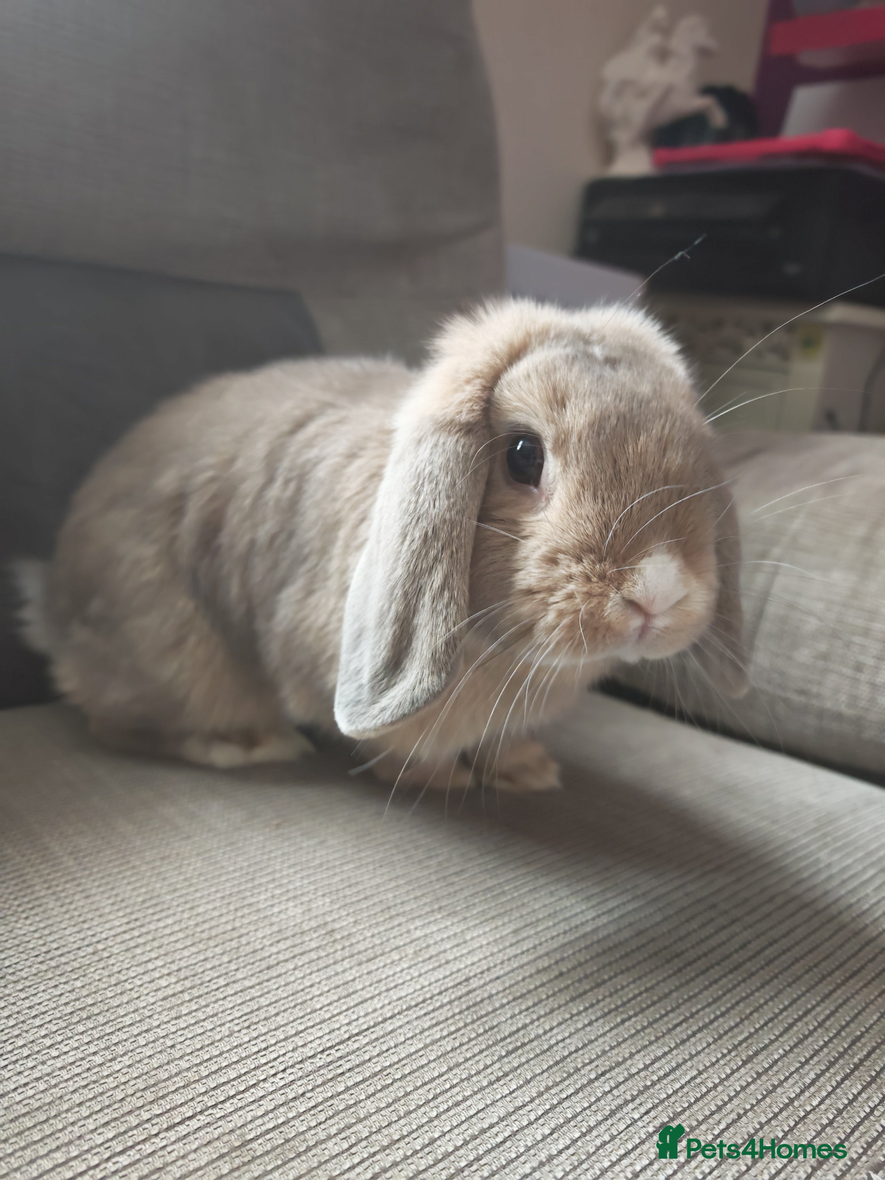 Lionhead rabbits Baby mini Holland lop rabbit - Advert 12