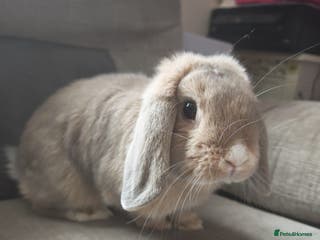 Lionhead rabbits Baby mini Holland lop rabbit - Advert 12