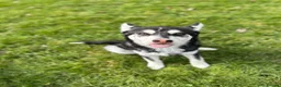 Utonagan dogs for sale: 2 year old husky for sale  - Advert 11