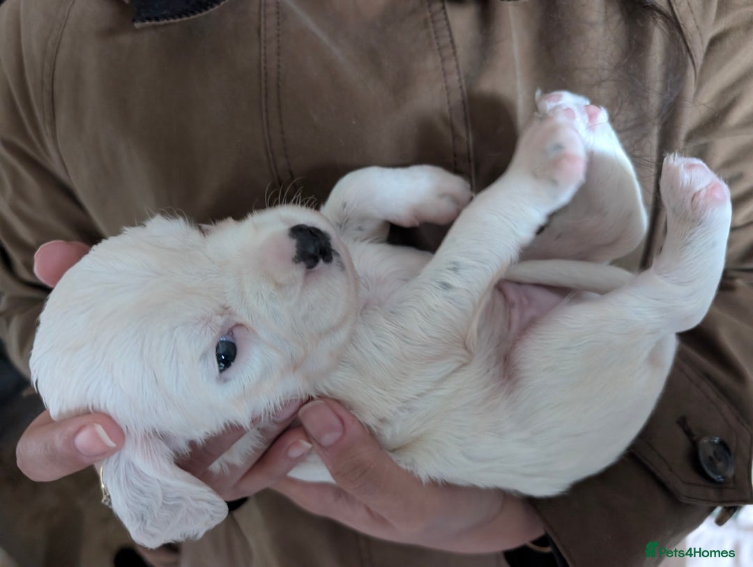 English Setter dogs for sale: English setters - Advert 9