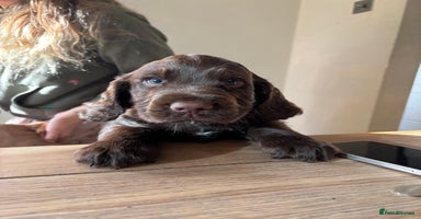 Cocker Spaniel dogs - Advert 5