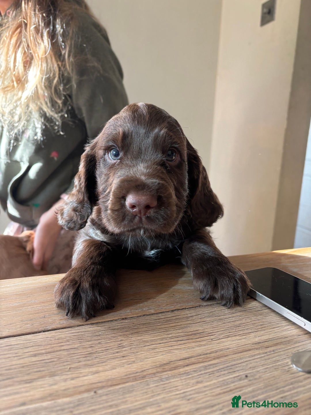 Cocker Spaniel dogs for sale: Beautiful Litter of Cocker Spaniel Puppies  - Image 8