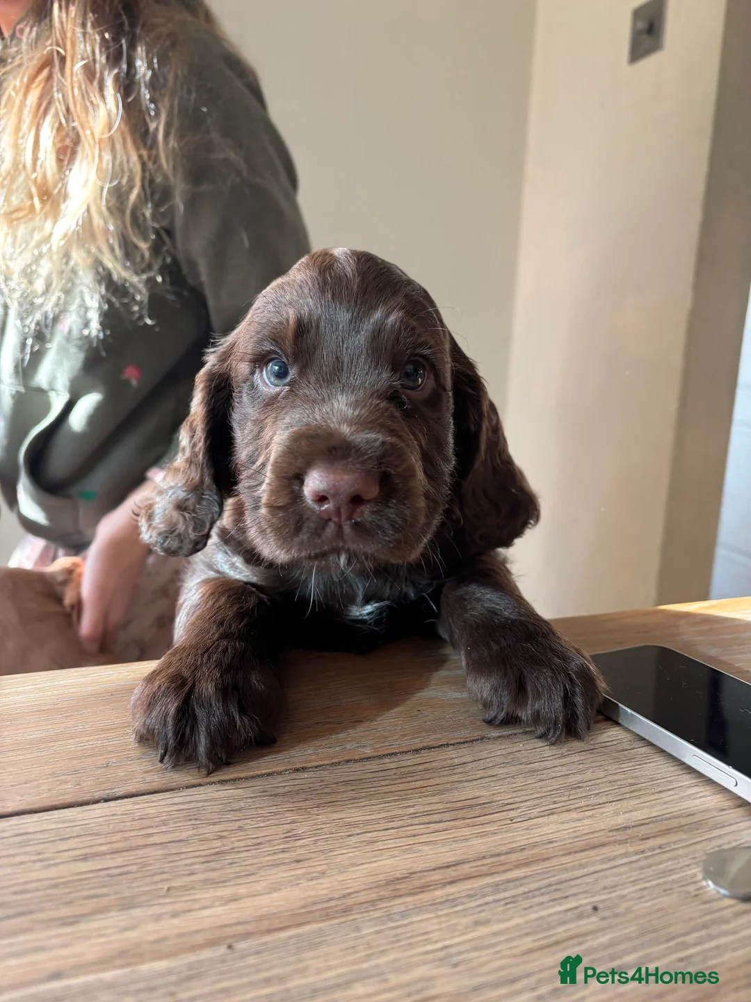 Cocker Spaniel dogs for sale: Beautiful boy remaining Cocker Spaniel Puppies  - Advert 13