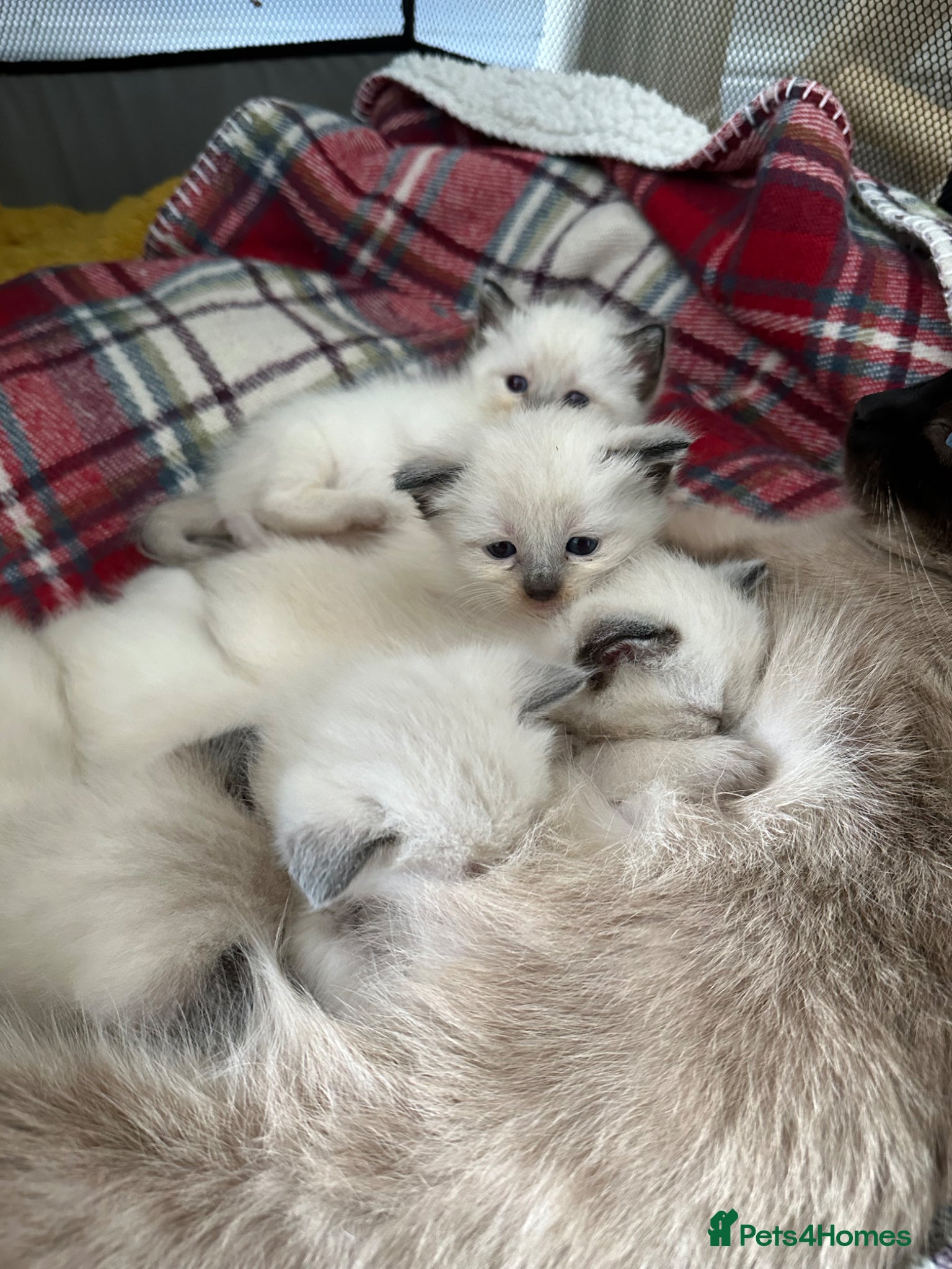 Siamese cats Beautiful siamese kittens - Advert 1