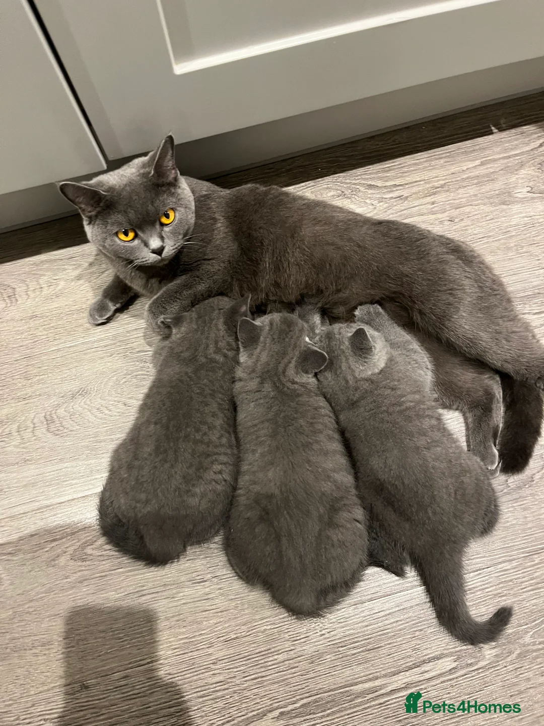 British Shorthair cats for sale: British Shorthair Kittens Available - Advert 21