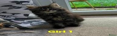 Maine Coon Kitten 2