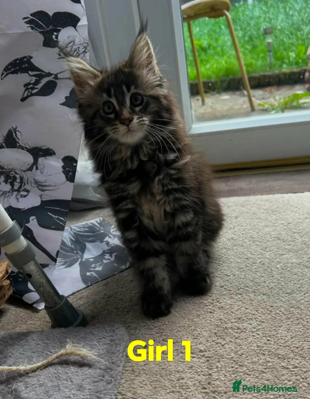 Maine Coon cats for sale: Champion bloodline maine coon kittens  - Advert 2