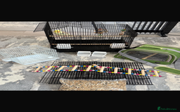 Cockatiels birds for sale: Selling Cockatial - Image 10