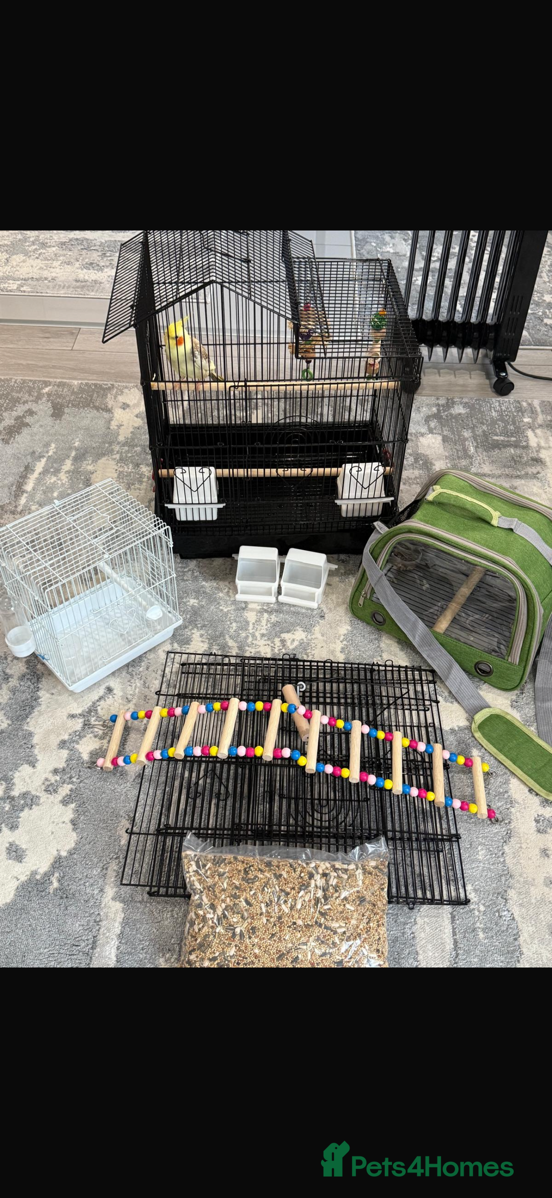 Cockatiels birds for sale: Selling Cockatial - Image 10