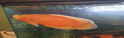 Other/Mixed Breed fish for sale: Peacock Bass, Chilli red Tiger Oscars & Bush fish  - Advert 5