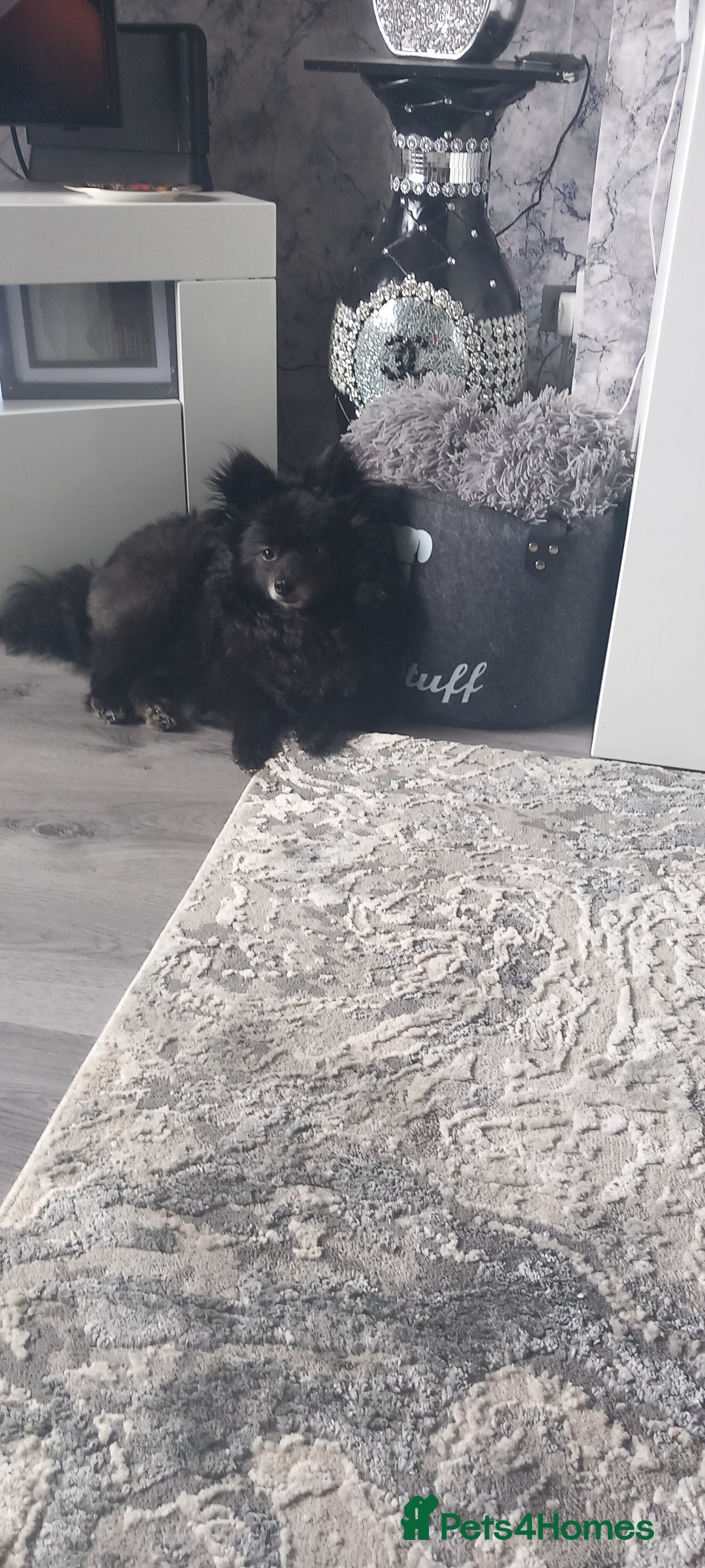 Pomeranian dogs for sale: 😍😍😍 beautiful pom pups 😍😍😍 - Image 17