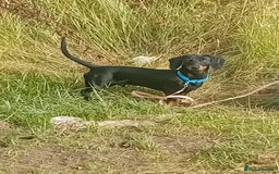 Dachshund dogs for sale: Male Dachshund for sale - Image 3