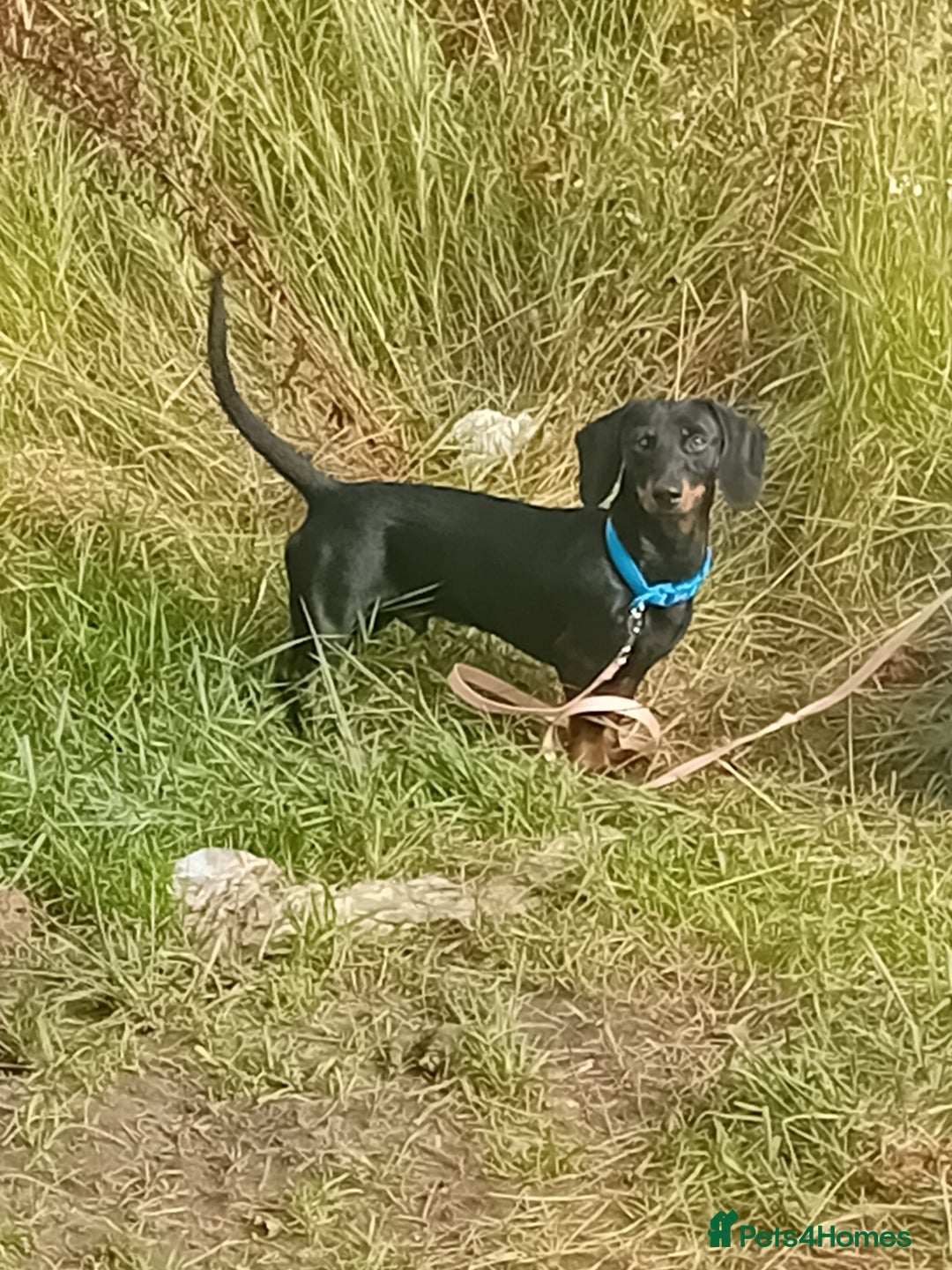 Dachshund dogs for sale: Male Dachshund for sale - Image 3