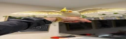 Cockatiels birds for sale: Beautiful hand tame cockatiel in Manchester - Advert 3