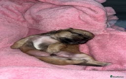 Shih Tzu dogs for sale: Pups for sale - Image 6